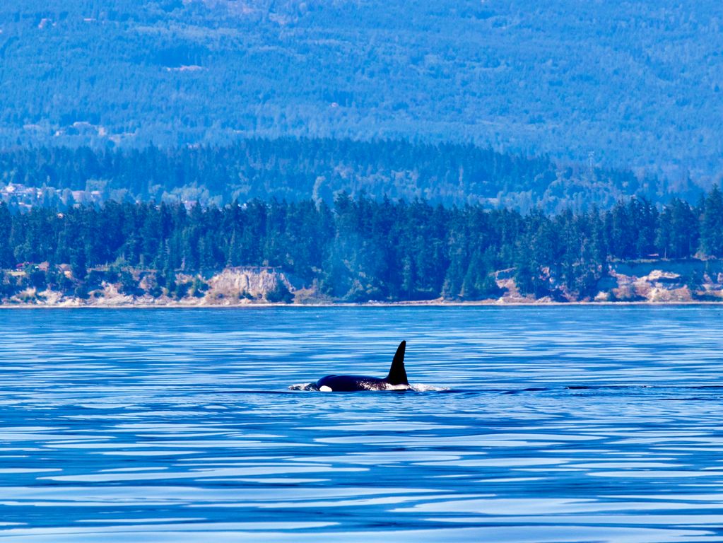 Orka groepsreis Canada